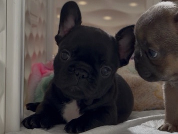French Bulldog – Female Frenchie – Port Saint Lucie