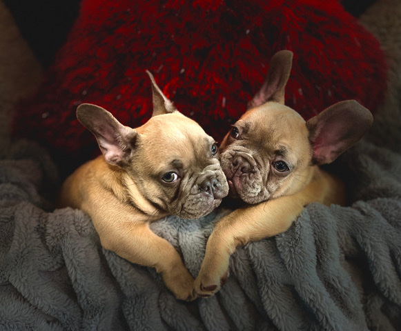 French Bulldog – AKC lilac/fawn/blue male Frenchies