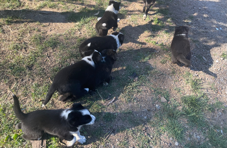 Border Collie – Border Collie