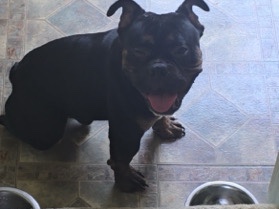 Olde English Bulldogge - Happy English Bulldog looking for a home available for adoption in Washington