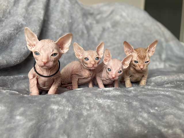 Sphynx – 4 beautiful Sphynx baby Boys