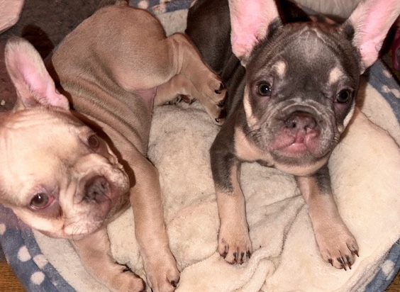 French Bulldog – Female frenchbulldog puppies for sale