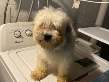 Havanese – Iroh the Bouncing Toy Dog – Syracuse