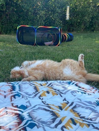 British Longhair – Loving Farm Cat Simon!!