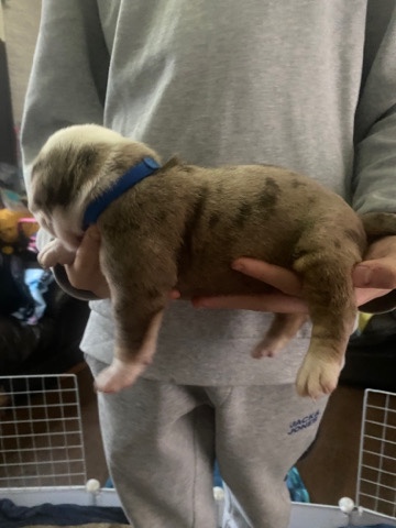 petshome%2Fadverts%2FAWAANYrlMUQ0CcmiZKuT%2Fmain image