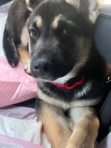 German Shepherd – looking for a loving buyer!