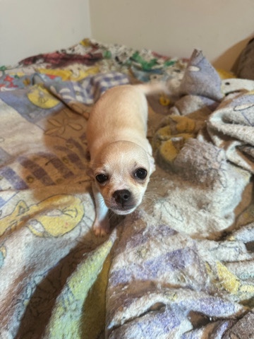 Chihuahua – two chihuahuas need a home asap