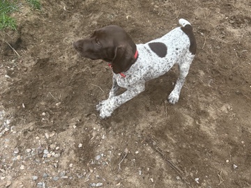  Puppies GSP 