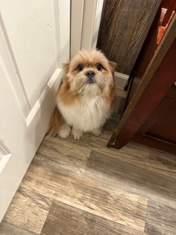 Shih Tzu – Pomeranian Shih Tzu mix
