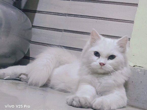 Persian (Traditional) – persain white cat female – KITE College Road