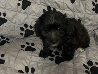 Yorkie Poo – Adorable Yorkie Poo Puppy for Sale – 8 Weeks Old – Marietta