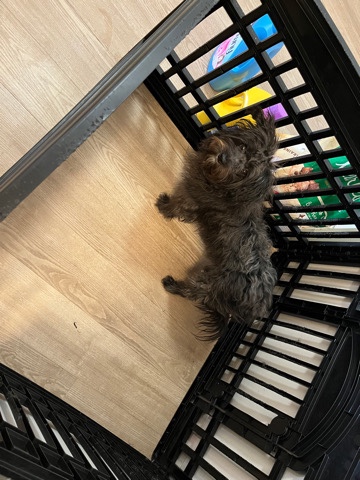 Shih Tzu – Hello this is Knight.