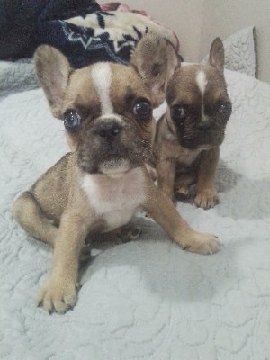 French Bulldog – 2Male Sable Merle puppies for sale