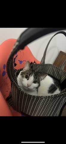 American Shorthair – girl cat