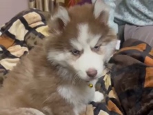 Siberian Husky – FIND YOUR FURRY SOULMATE TODAY..!! – Patiala