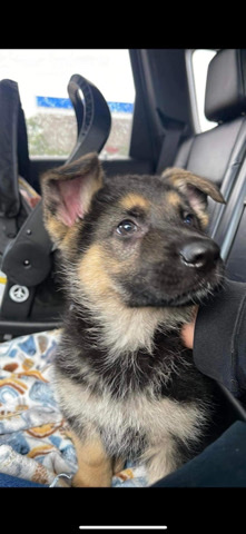 German Shepherd – Baby German Shepherd