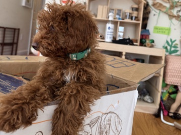 Poodle – mini Poodle – Westfield