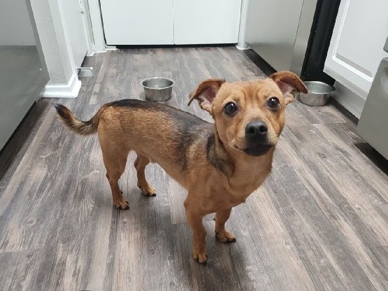 Jack Russell Terrier Looking for New Home