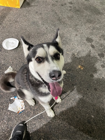 Siberian Husky – The best dog ever