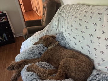 Poodle – king Poodle – Charlotte