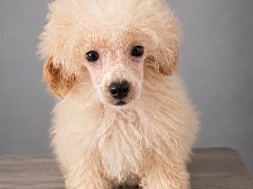 Poodle – Friendly 5 Month-Old Poodle Puppy in Palm Bay – Palm Bay