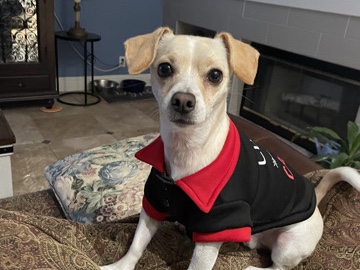 Chihuahua – Chuweenie with a biting problem will need to be trained