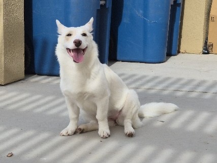 Pembroke Welsh Corgi – Rehoming 7 mo Corgi – Yuma