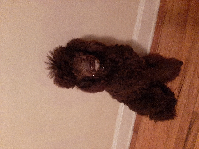 Poodle – beautiful standard poodle