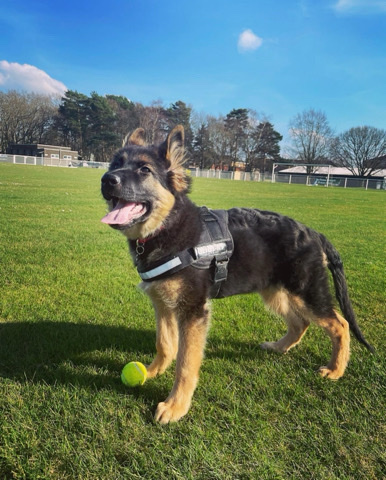 German Shepherd – Bella available for sale