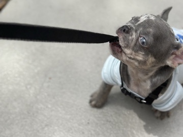 French Bulldog – french bulldog – Tamarac