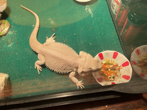 Bearded Dragon