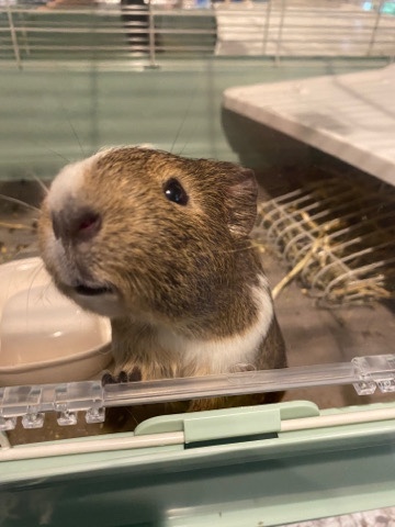 Any – Two Guinea Pigs with Accessories