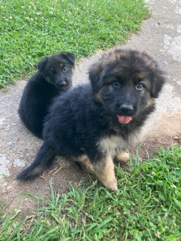 German Shepherd – 2 German shepherds