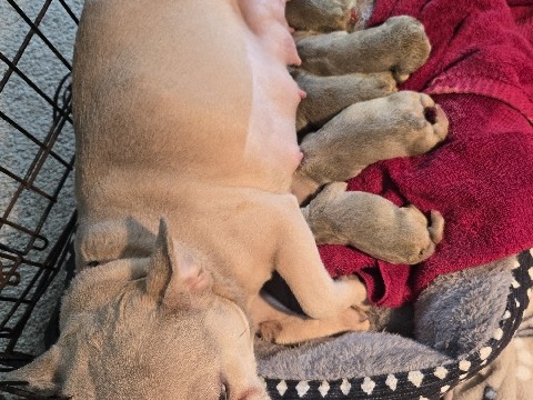 French Bulldog – French Bulldog Pupppies – Atlanta