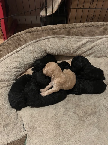 Golden doodle/Standard Poodles