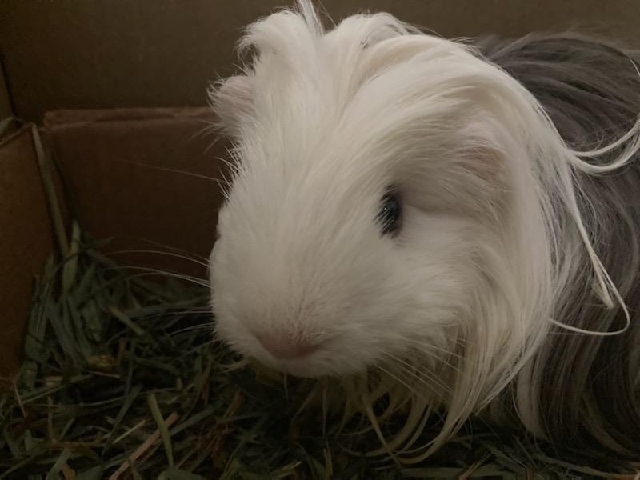 two male guinea pigs
