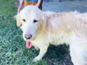 6 year old female golden retriever 