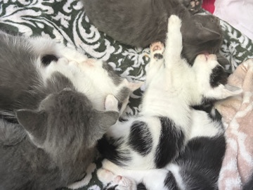 please help me rehome these kittens – Cumming