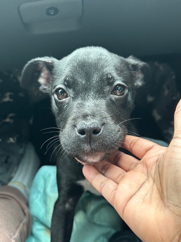 American Pit Bull Terrier – playful xl bully