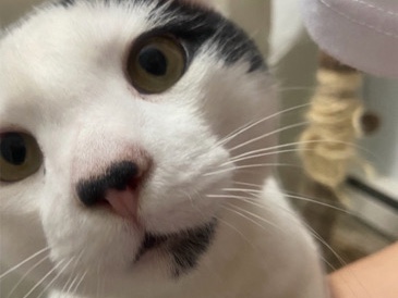 Rehoming, Meet Milo! 🐾