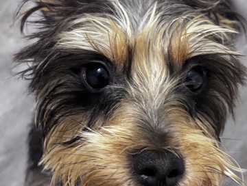 Yorkshire Terrier – Teddy 🧸 – Slidell