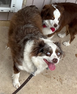 Miniature Australian Shepherd – mini Australian shepherds