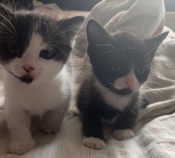 Siamese – kittens