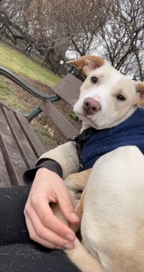 Staffordshire Bull Terrier – Female puppy, Prada (can negotiate price)