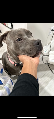 American Pit Bull Terrier – American Bully for Sale