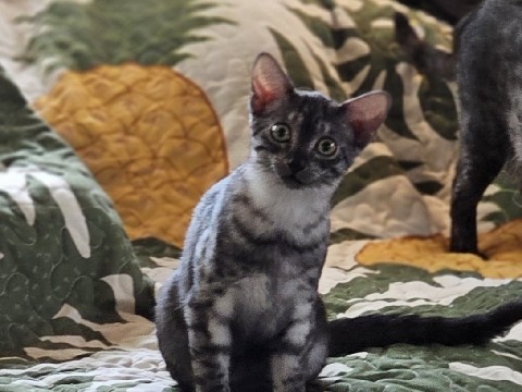 Egyptian Mau – Egyptian Mau Kittens – Ewa Beach