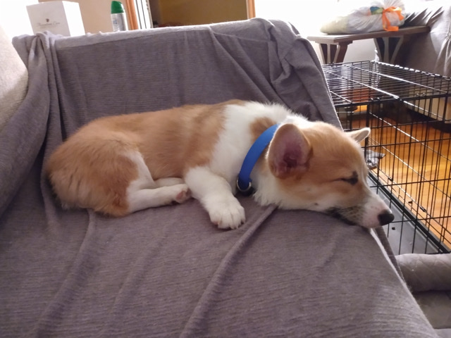 petshome%2Fadverts%2FAZcbdz7Tn0C9OG3i7m3q%2Fmain image