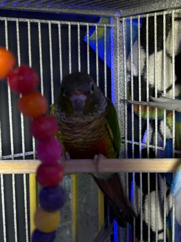 Conures – conure bird