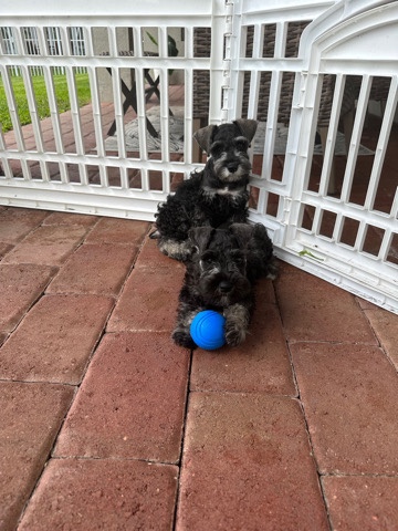 Miniature Schnauzer – mini schnauzer pups