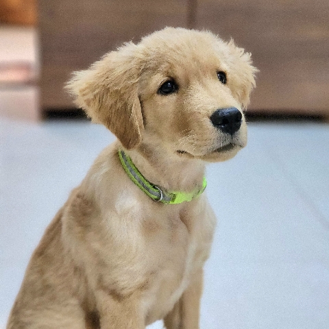 Golden Retriever – Sell Pet